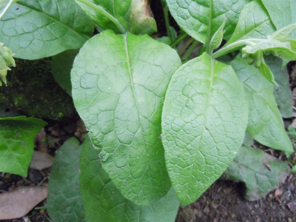 Symphytum bulbosum